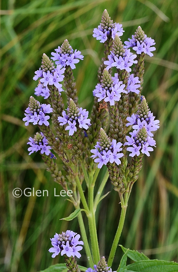 Verbena hastata photos Saskatchewan Wildflowers